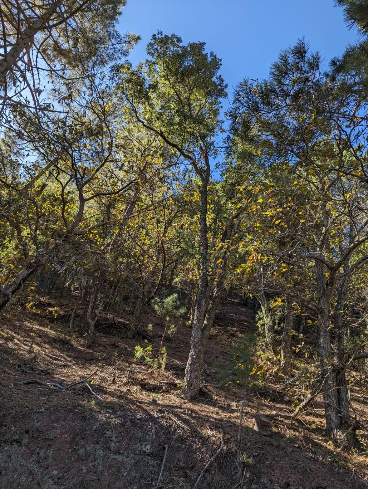 Casa Rural El Forn D'Alcudia De Veo Bagian luar foto